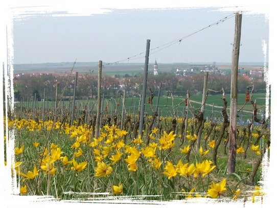 Wildtulpen über Gau-Odernheim